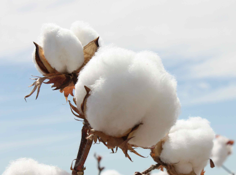 Sustainability Spotlight: How Choosing Cotton Can Impact the Environment